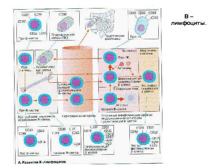 Клетки зоны трансформации обнаружены. Схема дифференцировки лимфоцитов. Схема образования т и в лимфоцитов. Схема онтогенеза т лимфоцитов. Этапы дифференцировки в лимфоцитов иммунология.
