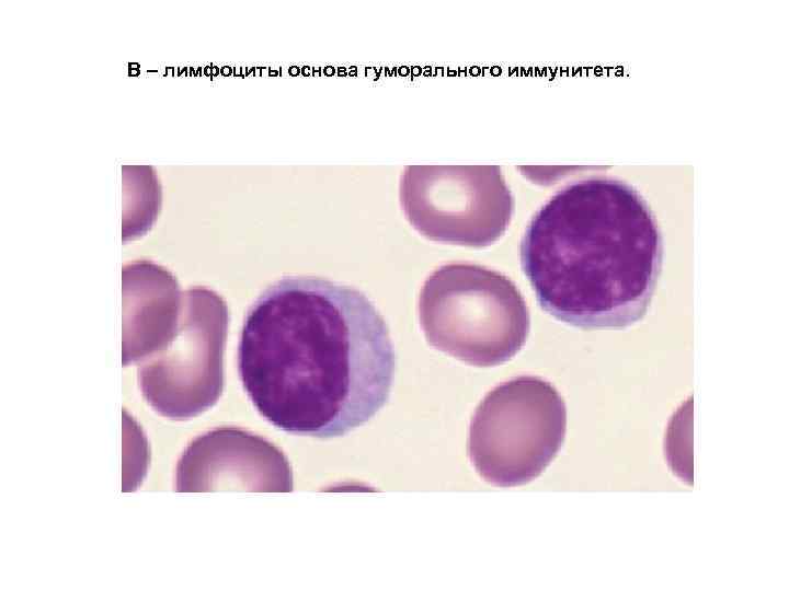 В – лимфоциты основа гуморального иммунитета. 