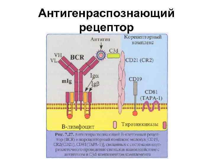 Антигенраспознающий рецептор 