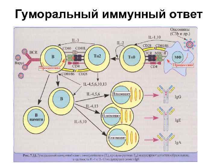 Гуморальный иммунный ответ 