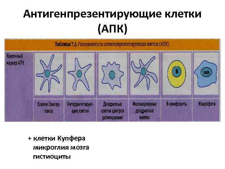 Антигенпрезентирующие клетки (АПК) + клетки Купфера микроглия мозга гистиоциты 