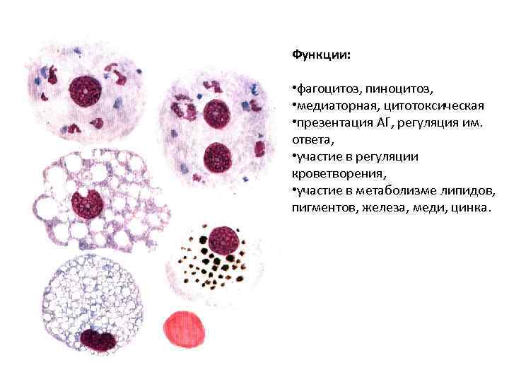 Функции: • фагоцитоз, пиноцитоз, • медиаторная, цитотоксическая • презентация АГ, регуляция им. ответа, •