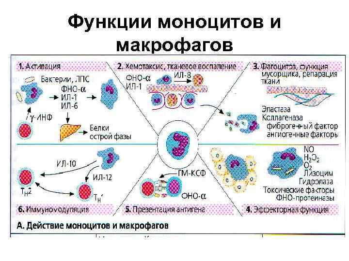 Функции моноцитов и макрофагов 