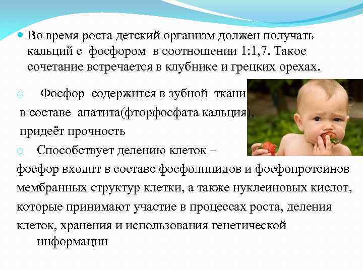  Во время роста детский организм должен получать кальций с фосфором в соотношении 1: