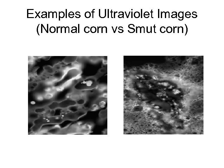 Examples of Ultraviolet Images (Normal corn vs Smut corn) 