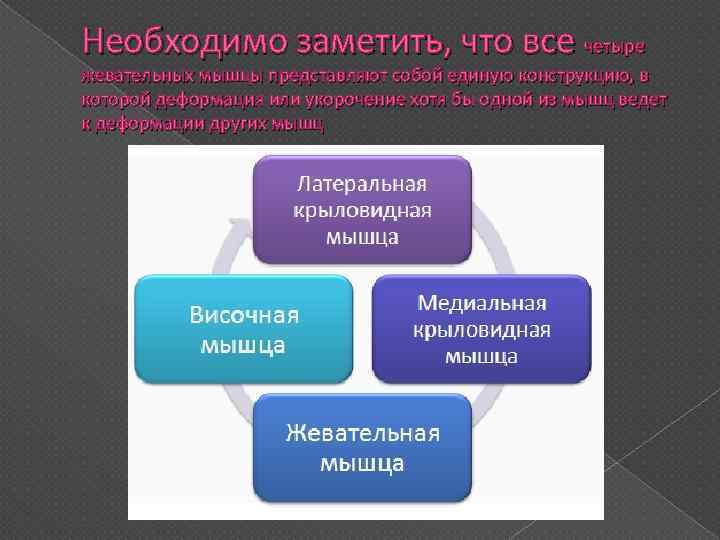 Необходимо заметить, что все четыре жевательных мышцы представляют собой единую конструкцию, в которой деформация