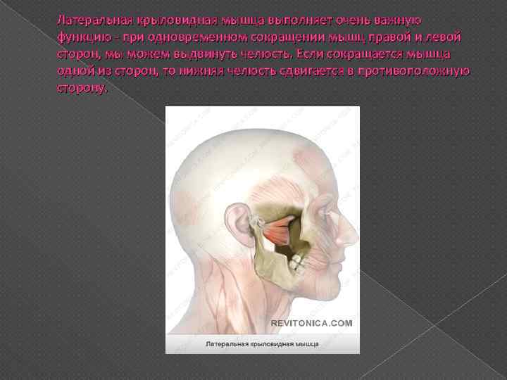 Латеральная крыловидная мышца выполняет очень важную функцию - при одновременном сокращении мышц правой и