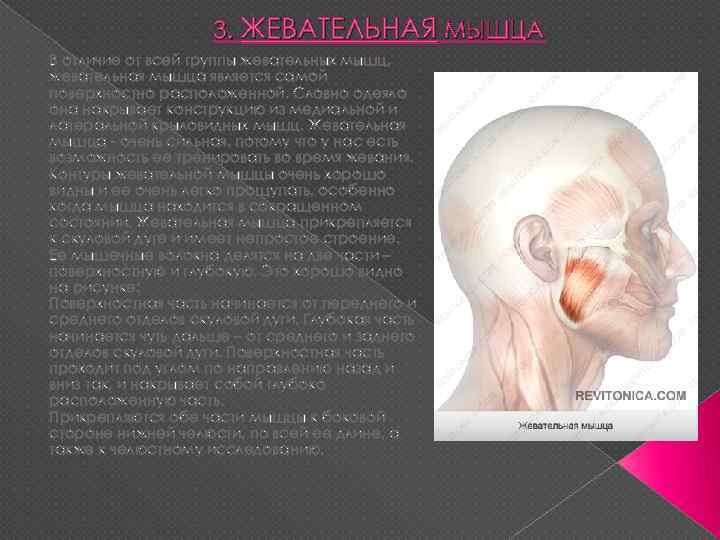 3. ЖЕВАТЕЛЬНАЯ МЫШЦА В отличие от всей группы жевательных мышц, жевательная мышца является самой