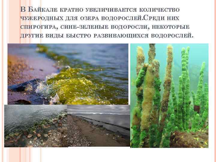 В экосистемах водоросли являются