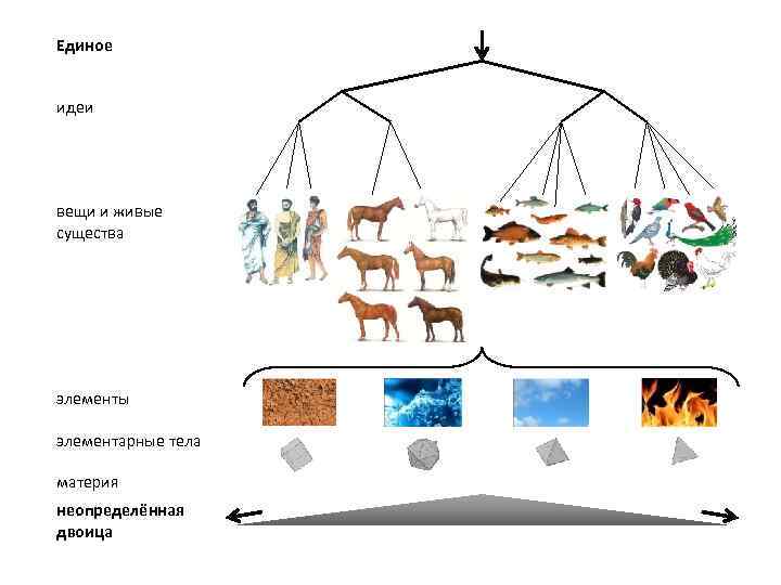 Единое идеи вещи и живые существа элементы элементарные тела материя неопределённая двоица 