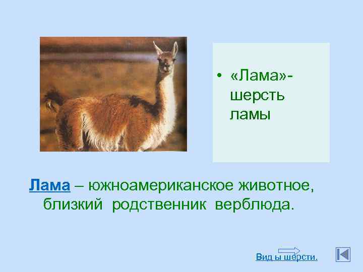  • «Лама» шерсть ламы Лама – южноамериканское животное, близкий родственник верблюда. Вид ы