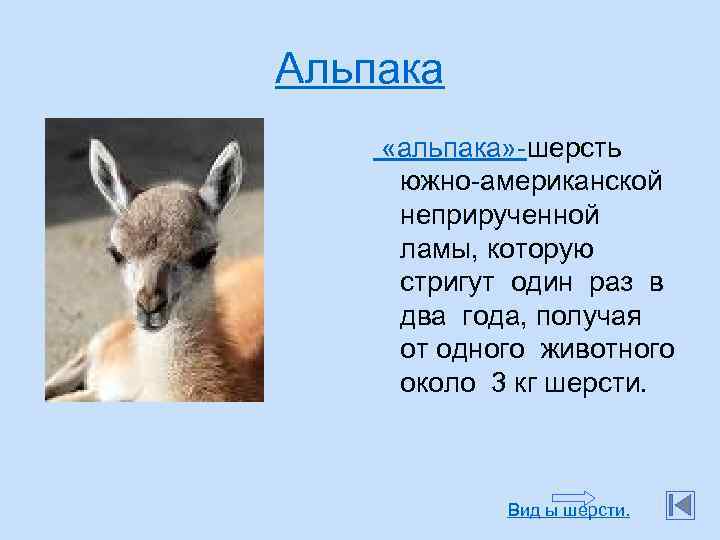 Альпака «альпака» -шерсть южно-американской неприрученной ламы, которую стригут один раз в два года, получая