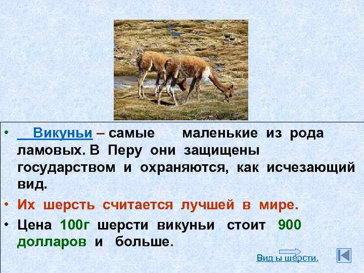  • Викуньи – самые маленькие из рода ламовых. В Перу они защищены государством