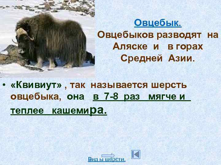 Овцебыков разводят на Аляске и в горах Средней Азии. • «Квивиут» , так называется