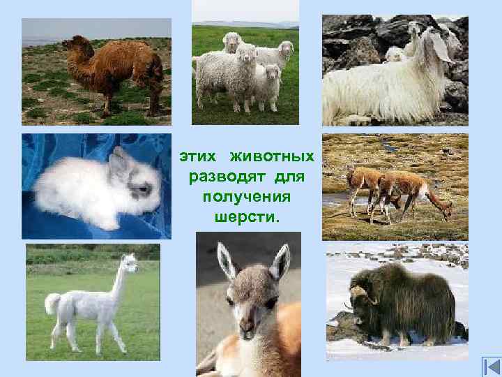 этих животных разводят для получения шерсти. 
