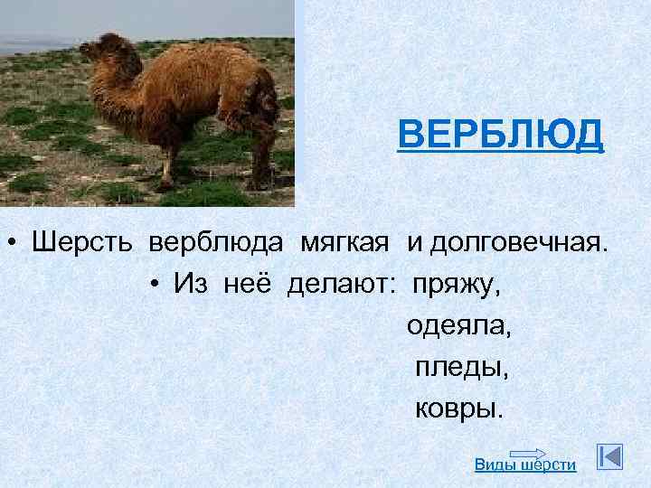 ВЕРБЛЮД • Шерсть верблюда мягкая и долговечная. • Из неё делают: пряжу, одеяла, пледы,