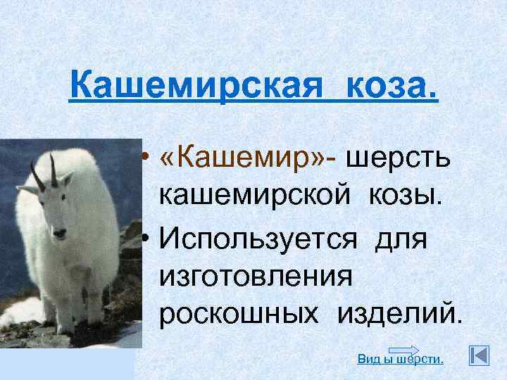 Кашемирская коза. • «Кашемир» - шерсть кашемирской козы. • Используется для изготовления роскошных изделий.