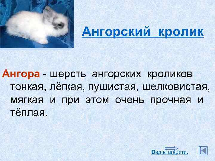 Ангорский кролик Ангора - шерсть ангорских кроликов тонкая, лёгкая, пушистая, шелковистая, мягкая и при