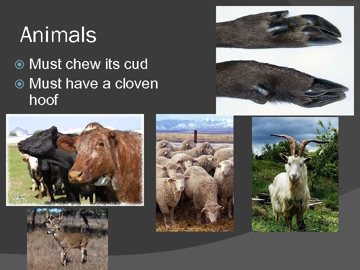 Animals Must chew its cud Must have a cloven hoof 