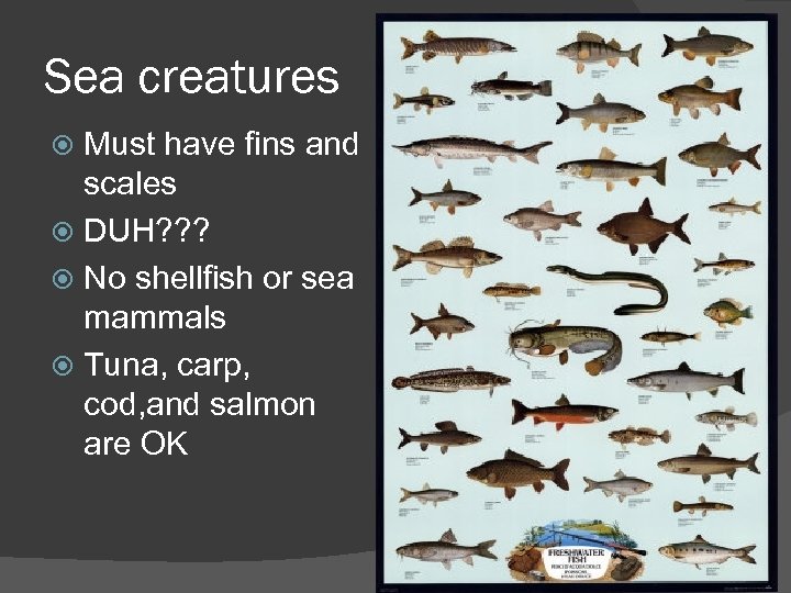 Sea creatures Must have fins and scales DUH? ? ? No shellfish or sea