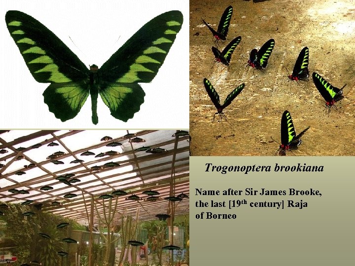 Trogonoptera brookiana Name after Sir James Brooke, the last [19 th century] Raja of