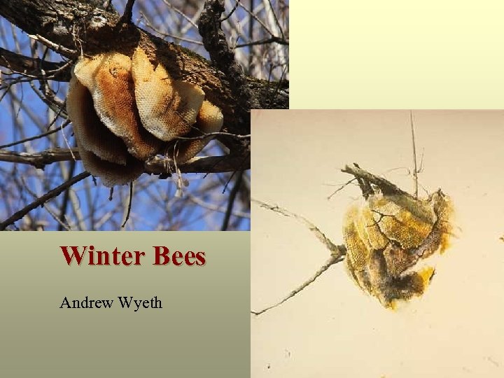Winter Bees Andrew Wyeth 