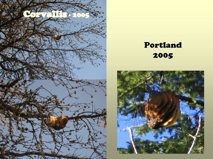 Corvallis - 2005 Portland 2005 