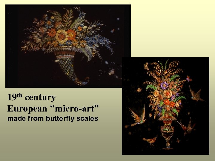 19 th century European “micro-art” made from butterfly scales 