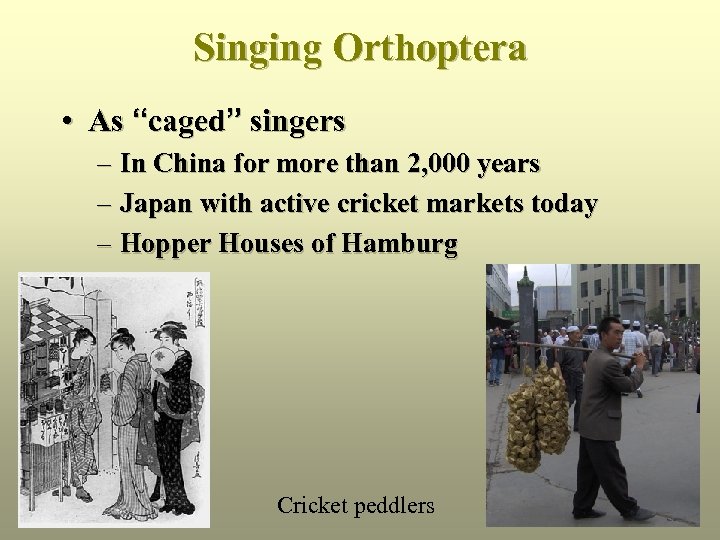 Singing Orthoptera • As “caged” singers – In China for more than 2, 000