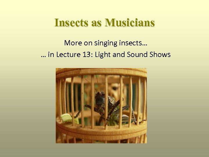 Insects as Musicians More on singing insects… … in Lecture 13: Light and Sound