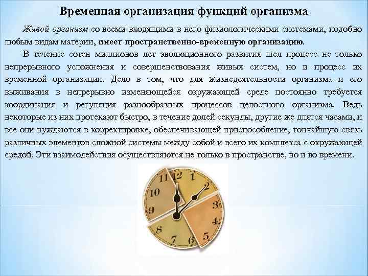 Временная организация функций организма Живой организм со всеми входящими в него физиологическими системами, подобно