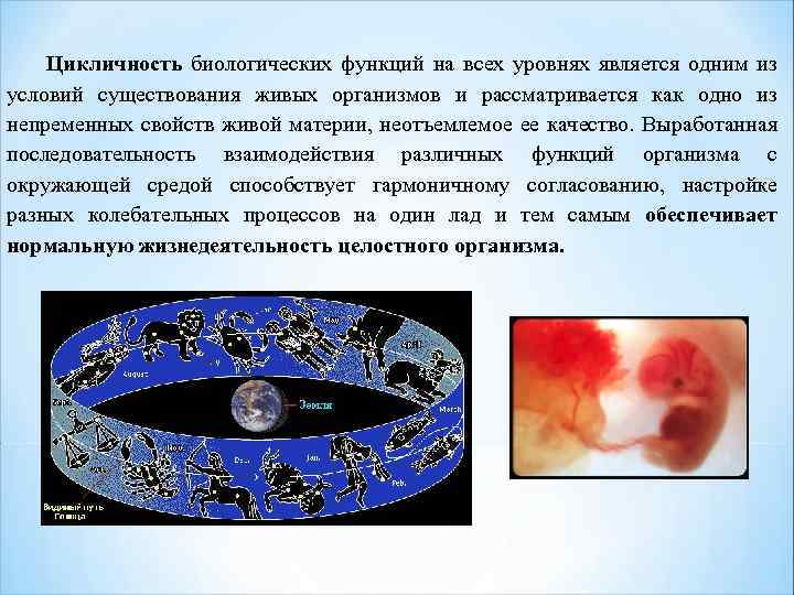 Цикличность биологических функций на всех уровнях является одним из условий существования живых организмов и