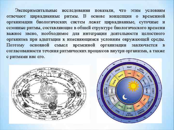 Экспериментальные исследования показали, что этим условиям отвечают циркадианные ритмы. В основе концепции о временной