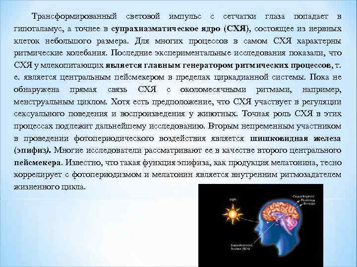 Трансформированный световой импульс с сетчатки глаза попадает в гипоталамус, а точнее в супрахиазматическое ядро