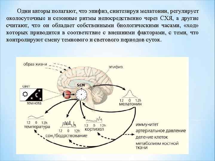 Одни авторы полагают, что эпифиз, синтезируя мелатонин, регулирует околосуточные и сезонные ритмы непосредственно через