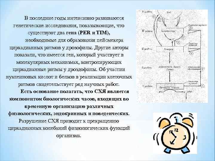 В последние годы интенсивно развиваются генетические исследования, показывающие, что существуют два гена (PER и