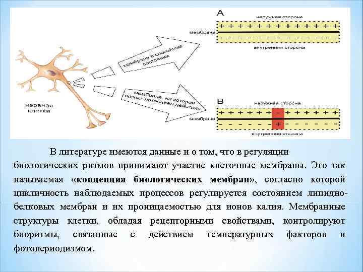 В литературе имеются данные и о том, что в регуляции биологических ритмов принимают участие