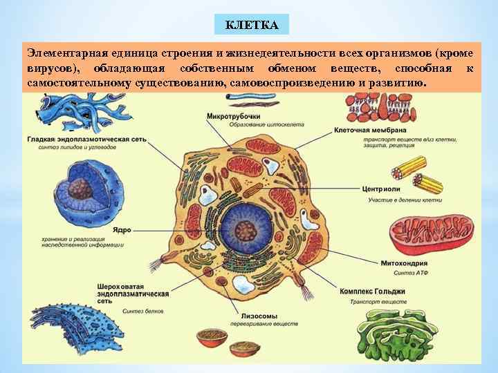 Клетка единица строения живого организма