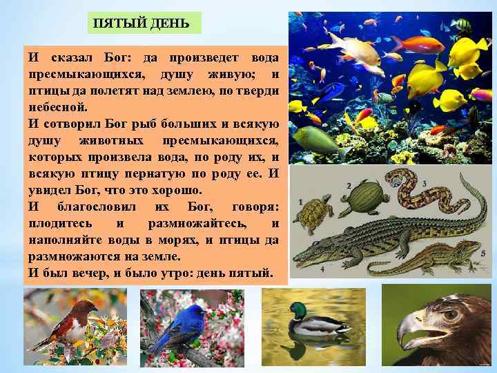 Дне 5. Да произведет вода пресмыкающихся. И сказал Бог да произведет вода пресмыкающихся душу живую. И сотворил Бог пресмыкающихся. И сотворил Бог рыб больших и птиц пернатых.