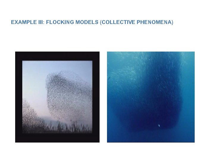 EXAMPLE III: FLOCKING MODELS (COLLECTIVE PHENOMENA) 