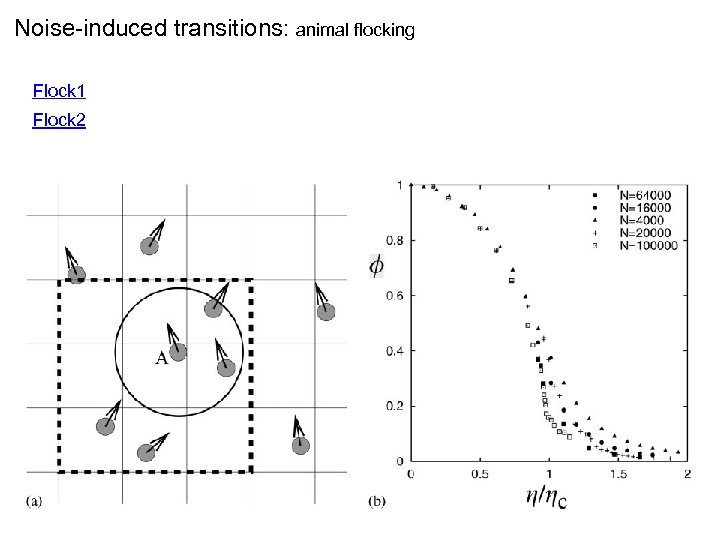 Noise-induced transitions: animal flocking transitions Flock 1 Flock 2 