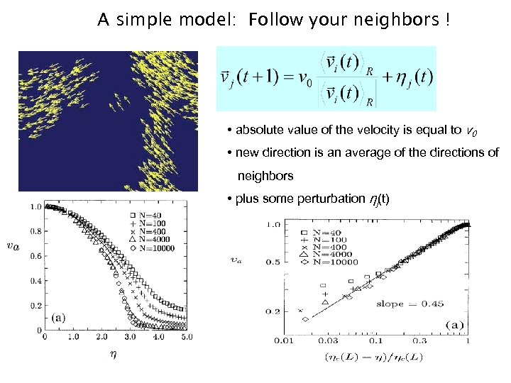 A simple model: Follow your neighbors ! • absolute value of the velocity is