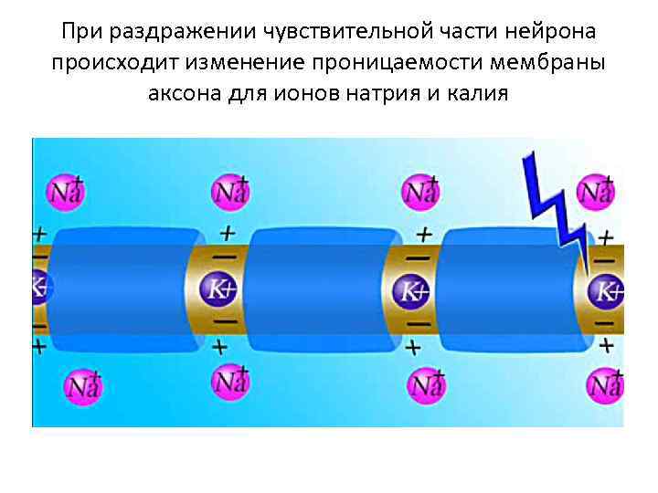 При раздражении чувствительной части нейрона происходит изменение проницаемости мембраны аксона для ионов натрия и