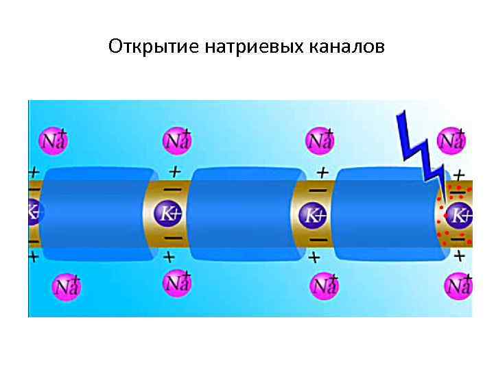 Открытие натриевых каналов 