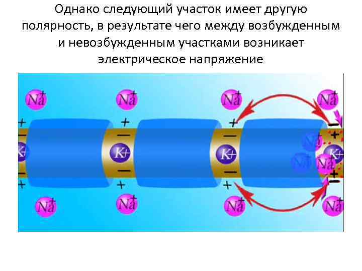 Однако следующий участок имеет другую полярность, в результате чего между возбужденным и невозбужденным участками