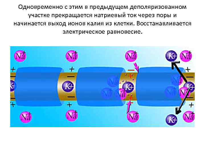 Одновременно с этим в предыдущем деполяризованном участке прекращается натриевый ток через поры и начинается