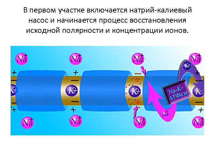 В первом участке включается натрий-калиевый насос и начинается процесс восстановления исходной полярности и концентрации