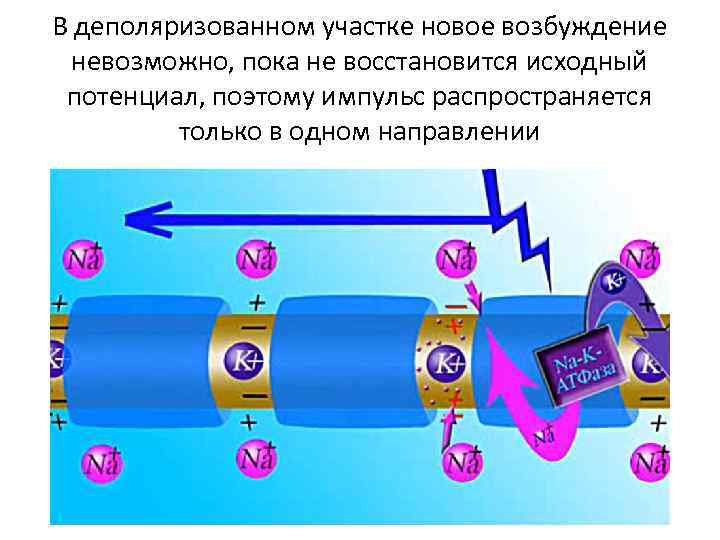В деполяризованном участке новое возбуждение невозможно, пока не восстановится исходный потенциал, поэтому импульс распространяется