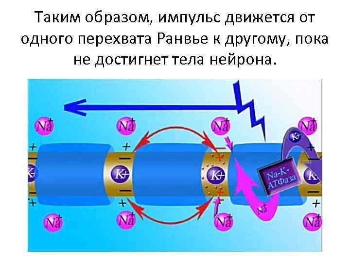 Таким образом, импульс движется от одного перехвата Ранвье к другому, пока не достигнет тела