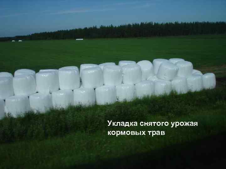 Укладка снятого урожая кормовых трав 